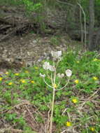 Image of Lilium distichum Nakai ex Kamib.