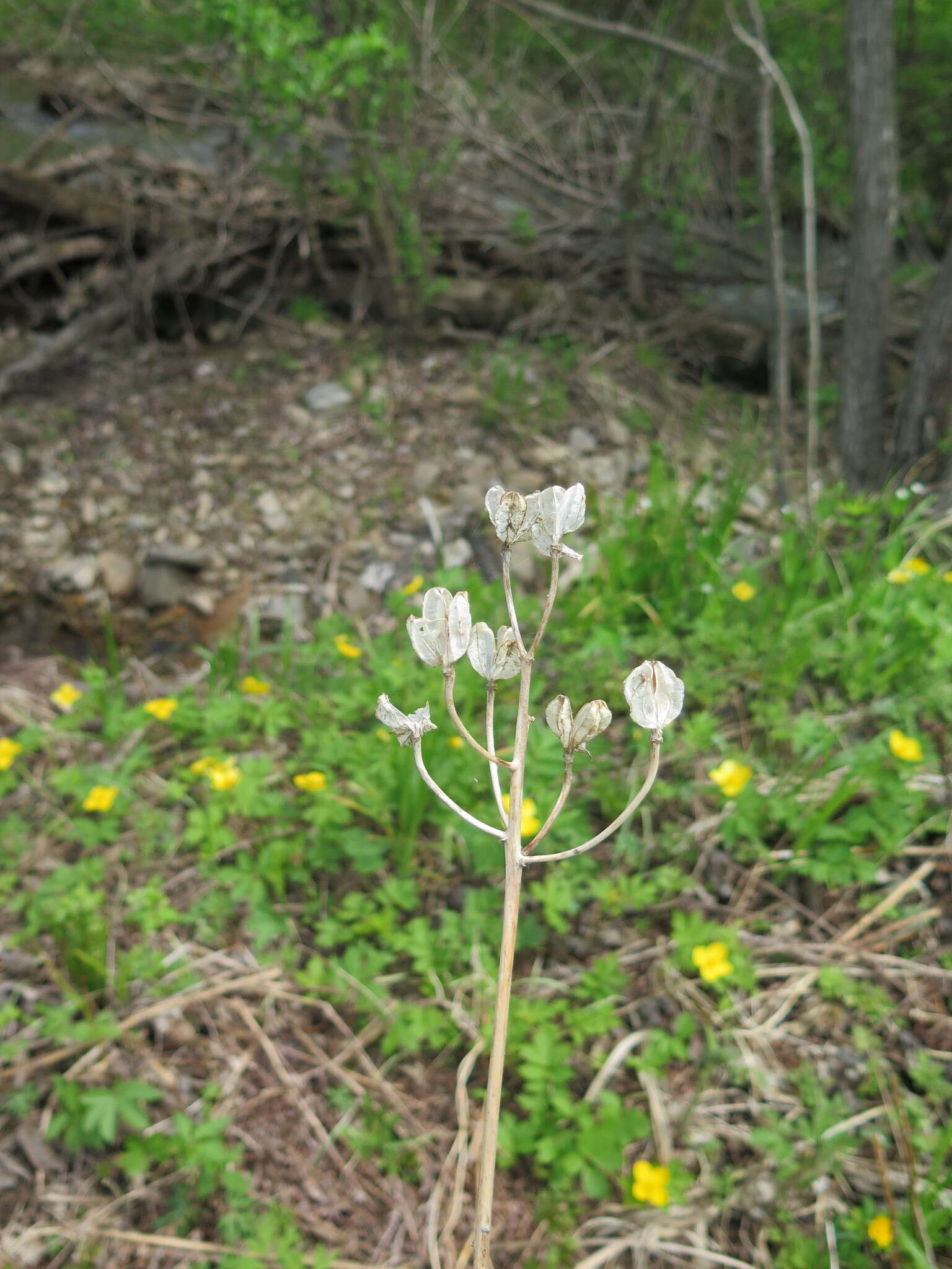 Image of Lilium distichum Nakai ex Kamib.