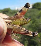 Image of Arcyptera (Pararcyptera) brevipennis subsp. vicheti Harz 1975