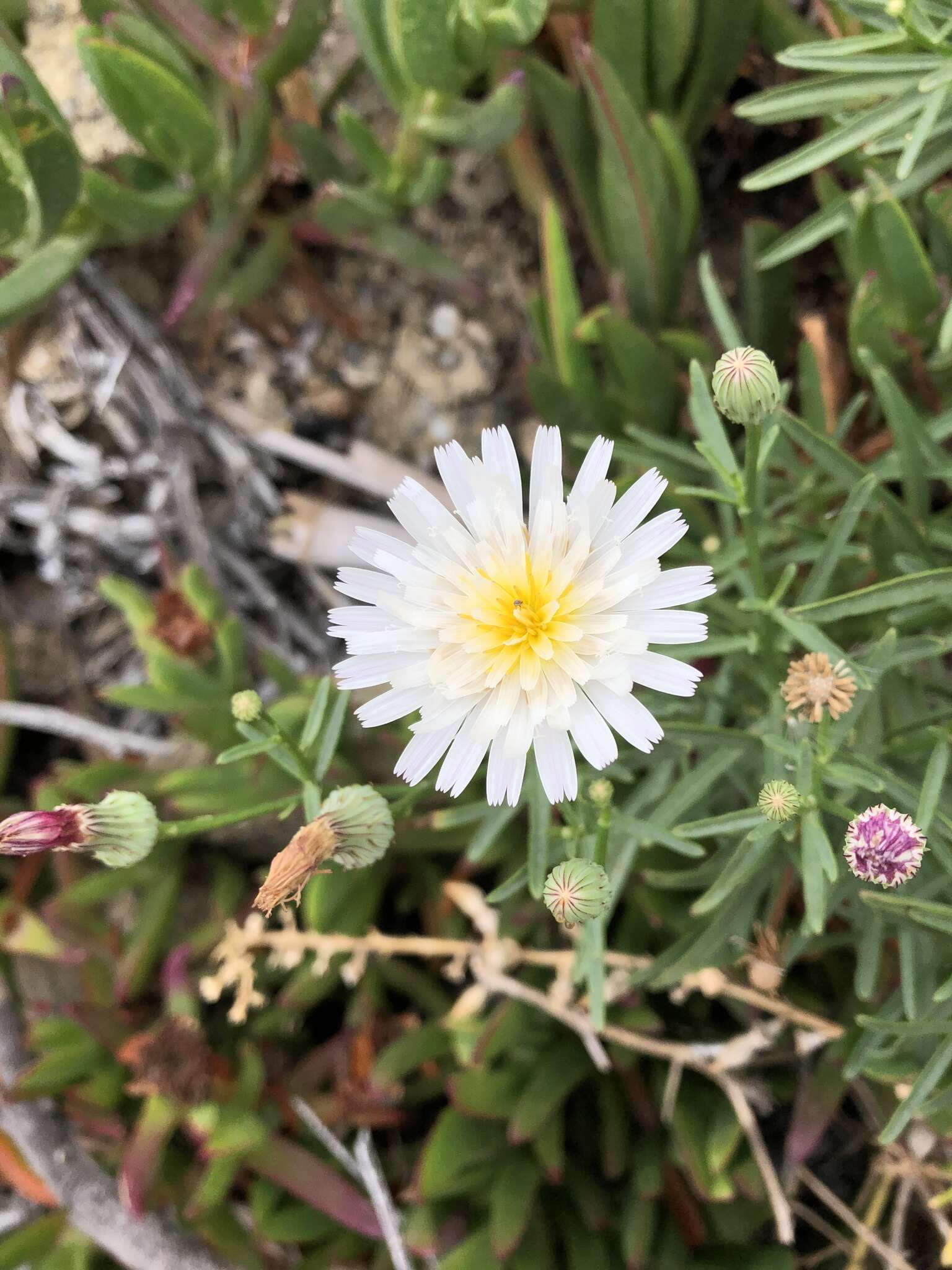 Imagem de <i>Malacothrix <i>saxatilis</i></i> var. saxatilis