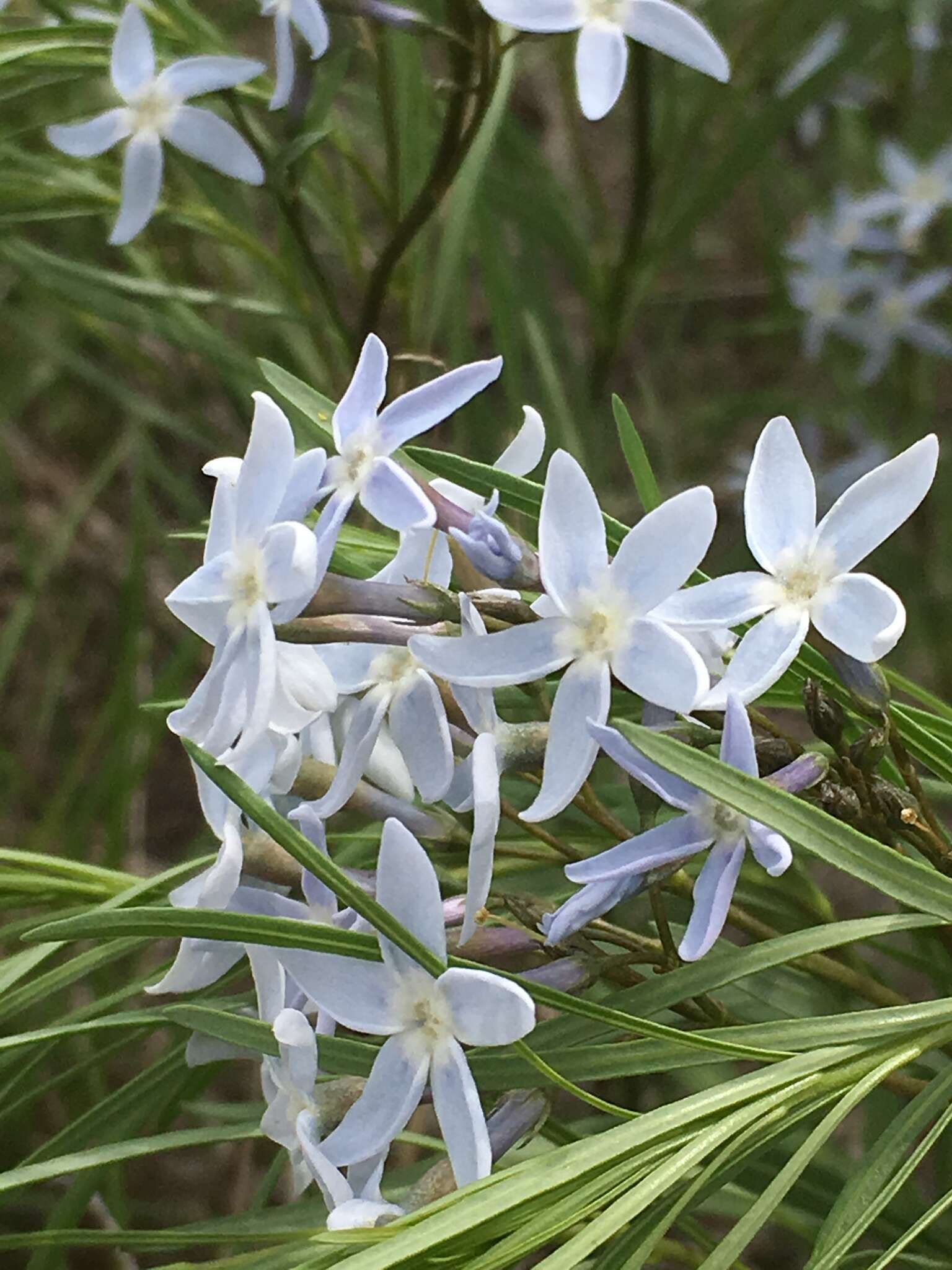 Plancia ëd Amsonia ciliata Walt.