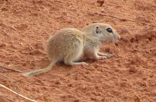 Image of spotted ground squirrel