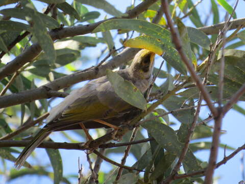 Image of Yellow-throated Miner