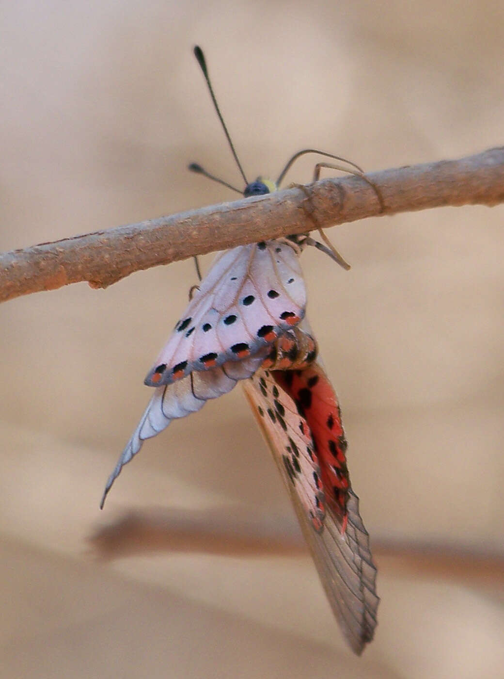 Image of Acraea ranavalona Boisduval 1833