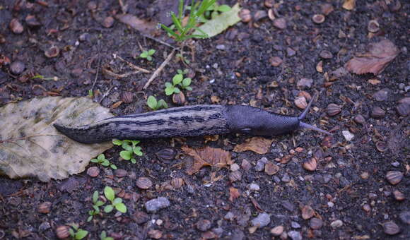 Image of ash-black slug