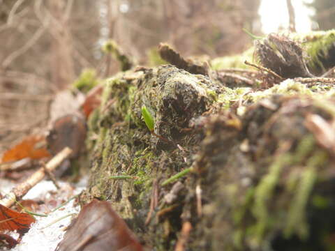 Image of Green shield moss