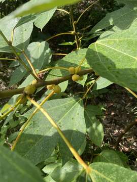 Ficus grossularioides Burm. fil.的圖片