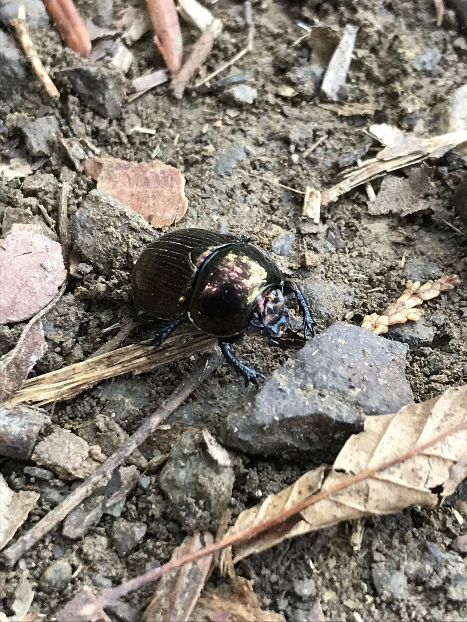 Image of Phelotrupes (Eogeotrupes) laevistriatus (Motschulsky 1857)