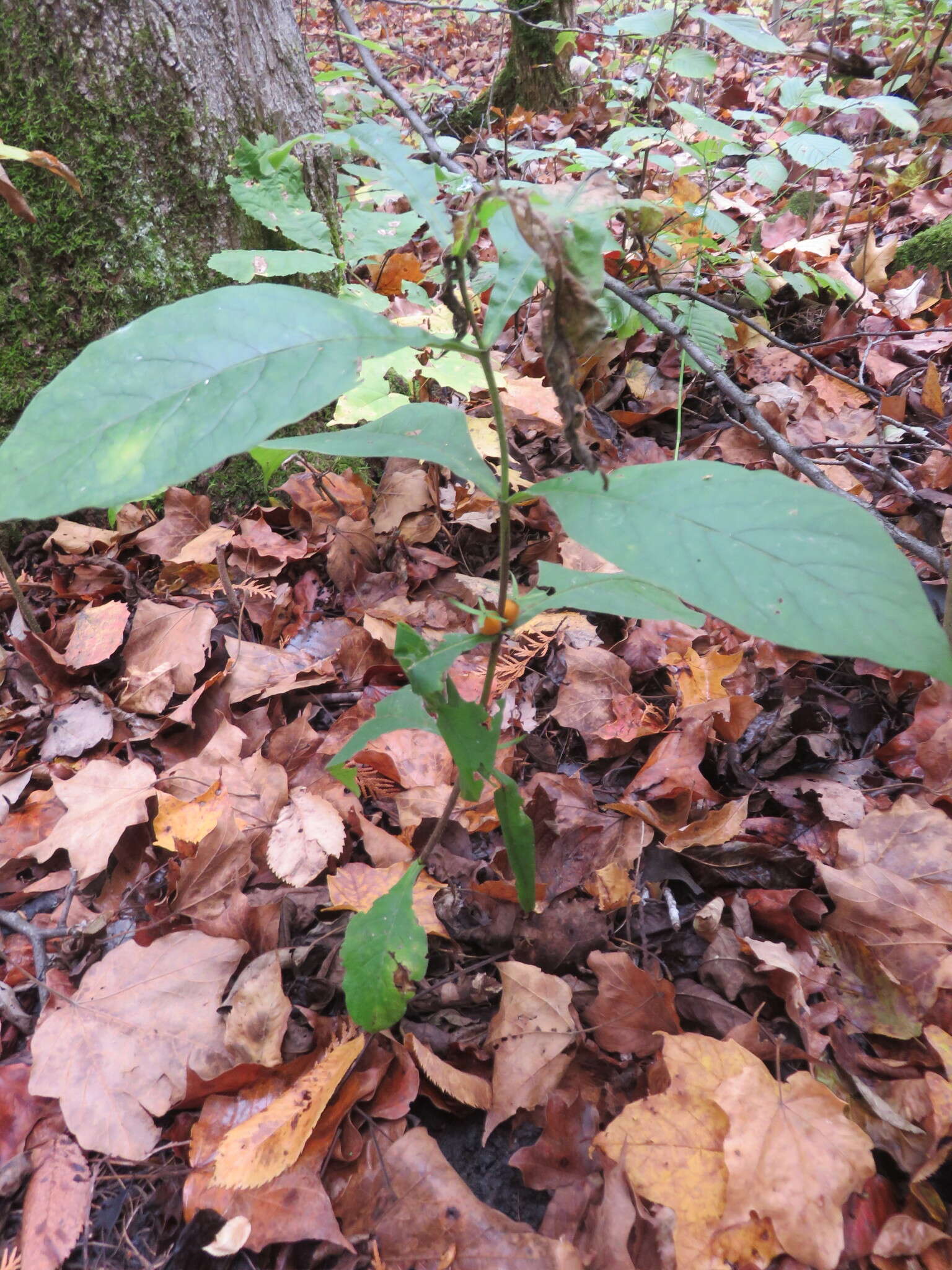 Triosteum aurantiacum E. P. Bickn. resmi