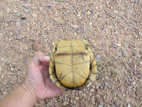 Image of Desert box turtle