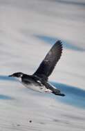 Image of Peruvian Diving Petrel