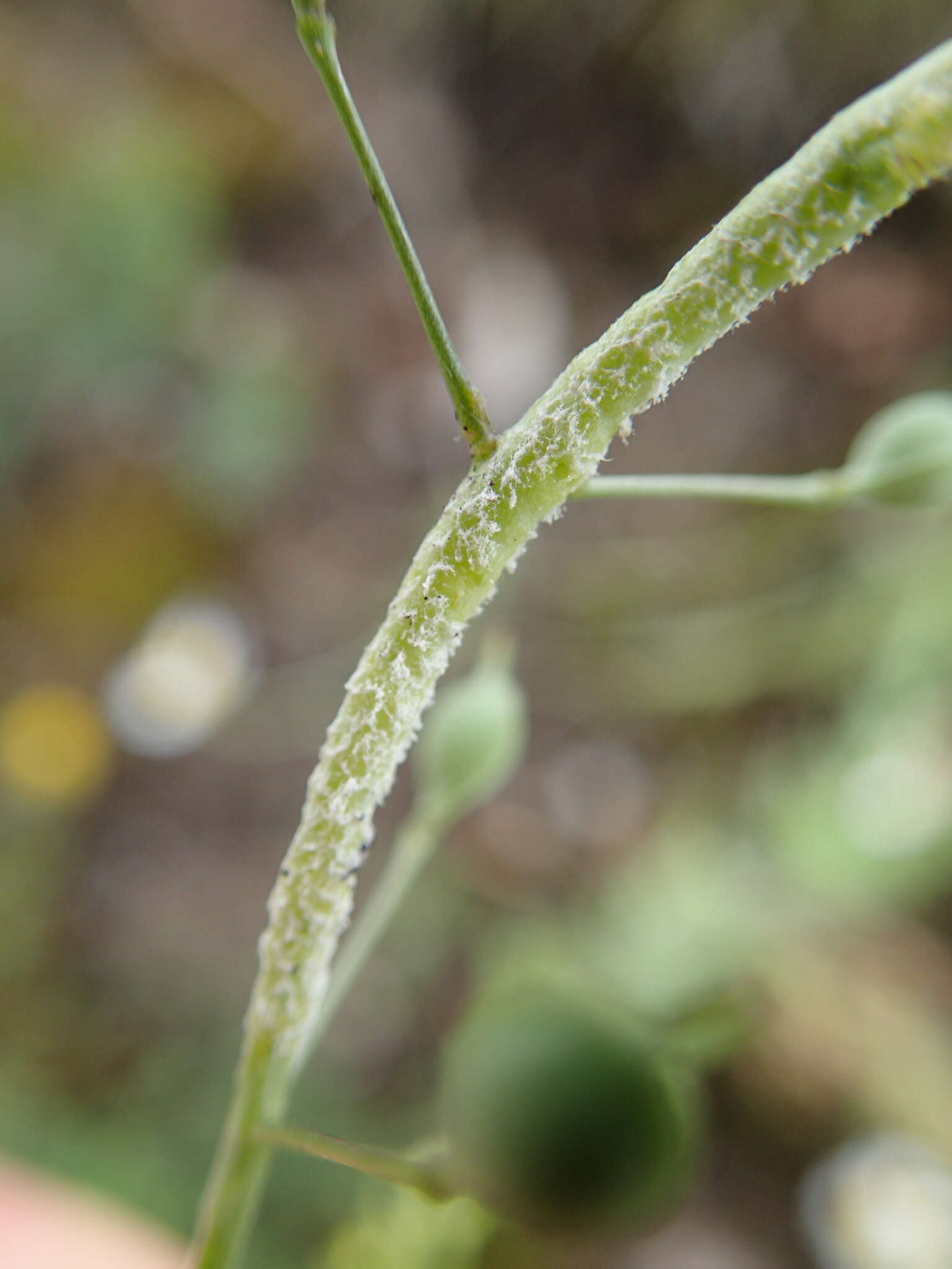 Image of Hyaloperonospora camelinae