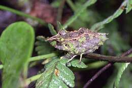 Image of Pacific robber frog