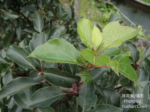 Image of Cinnamomum micranthum (Hayata) Hayata