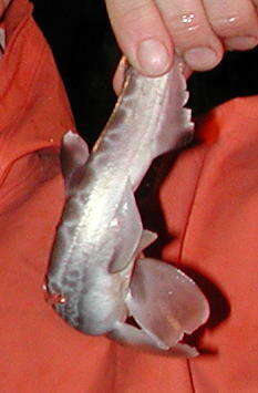 Image of Blackmouth Catshark