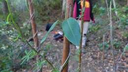 Diplolepis menziesii Schult. resmi