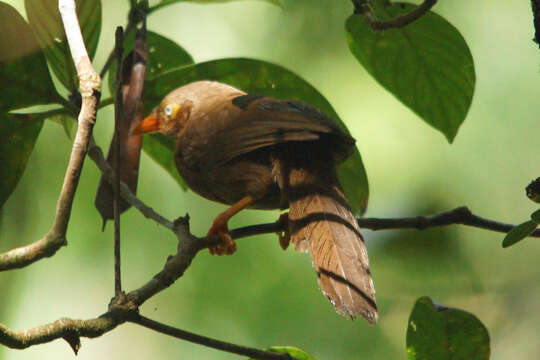 Image of Orange-billed Babbler