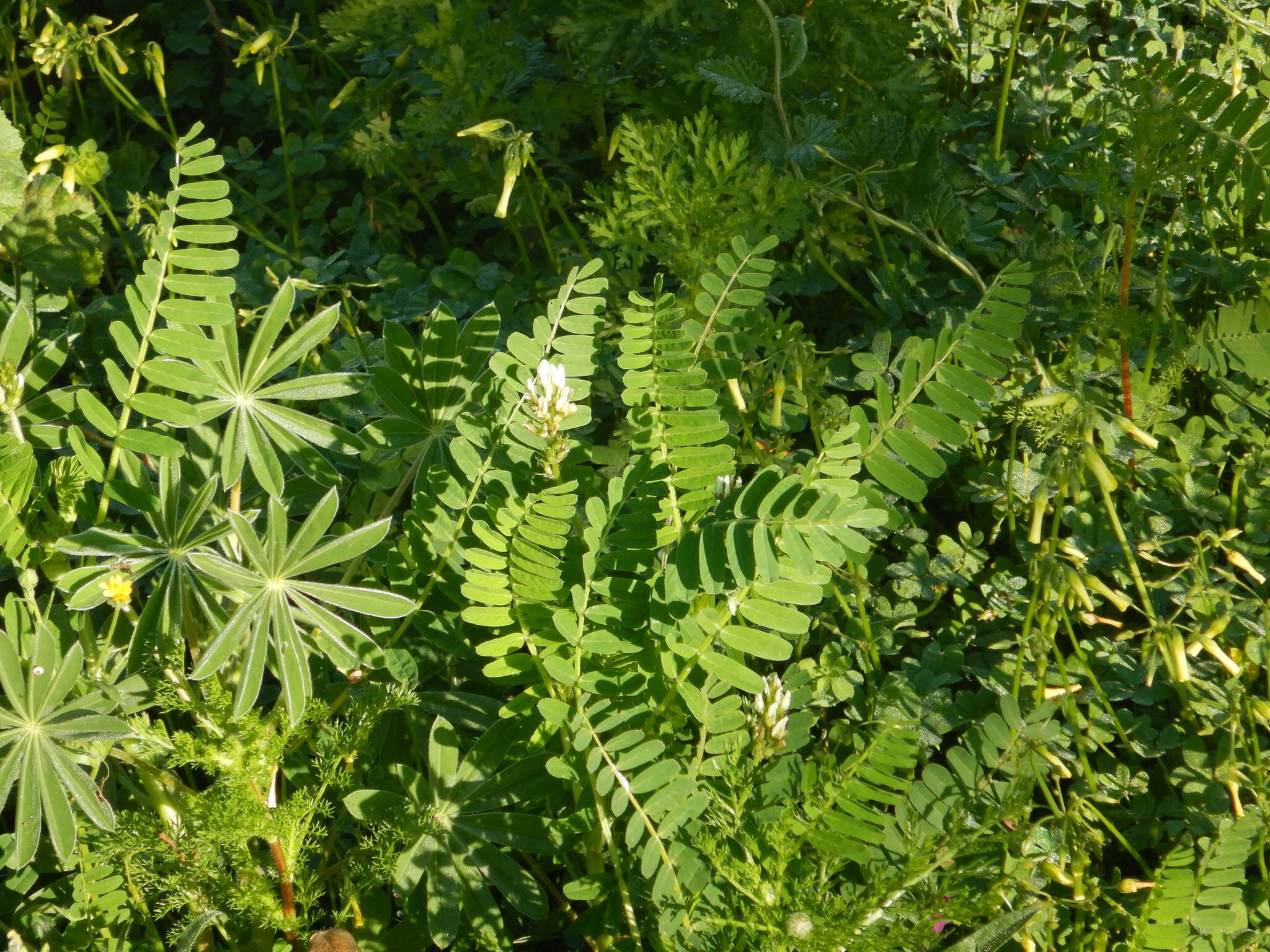 Image of Yellow Milk-vetch