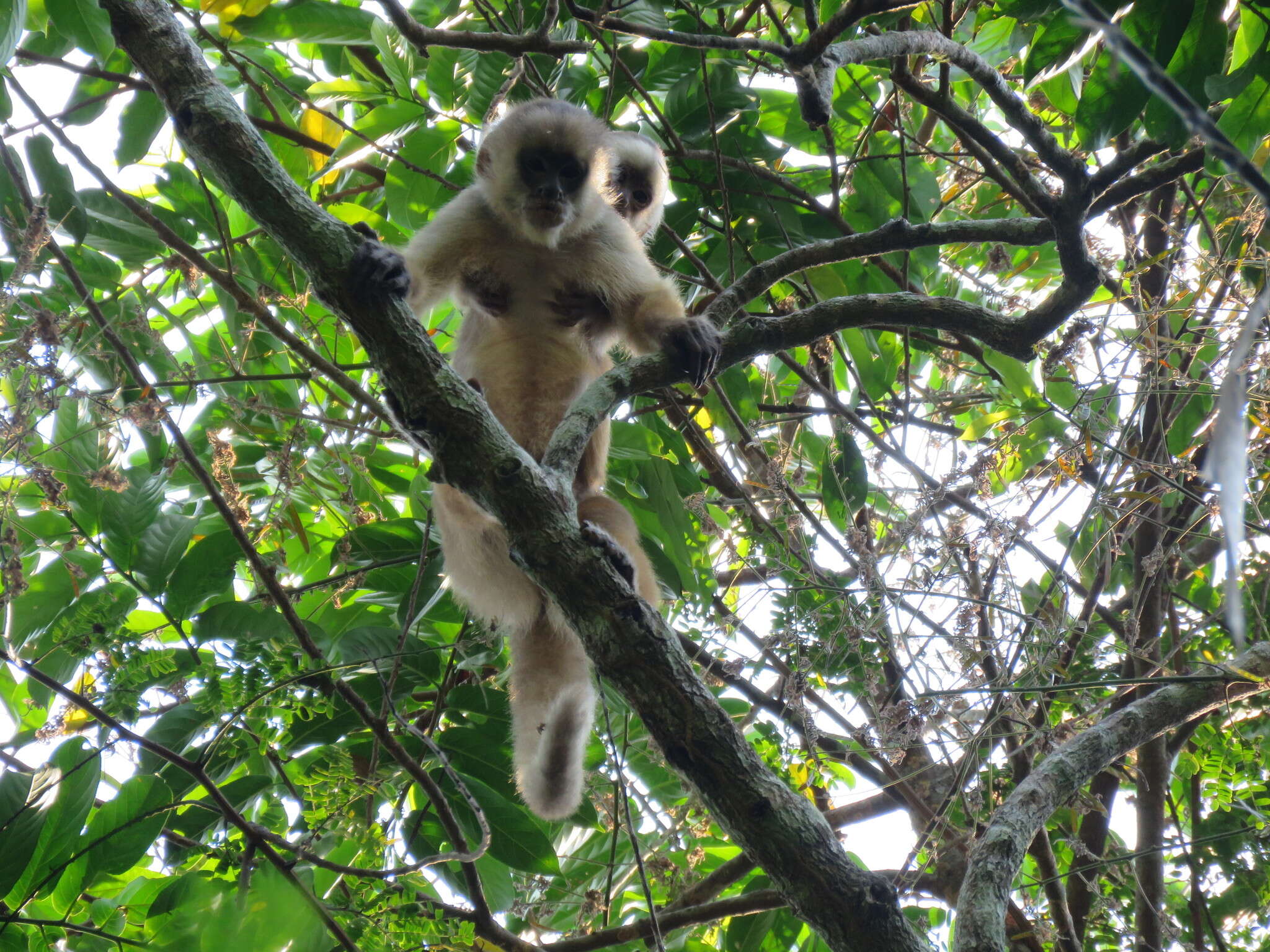 Image of Spix's white-fronted capuchin