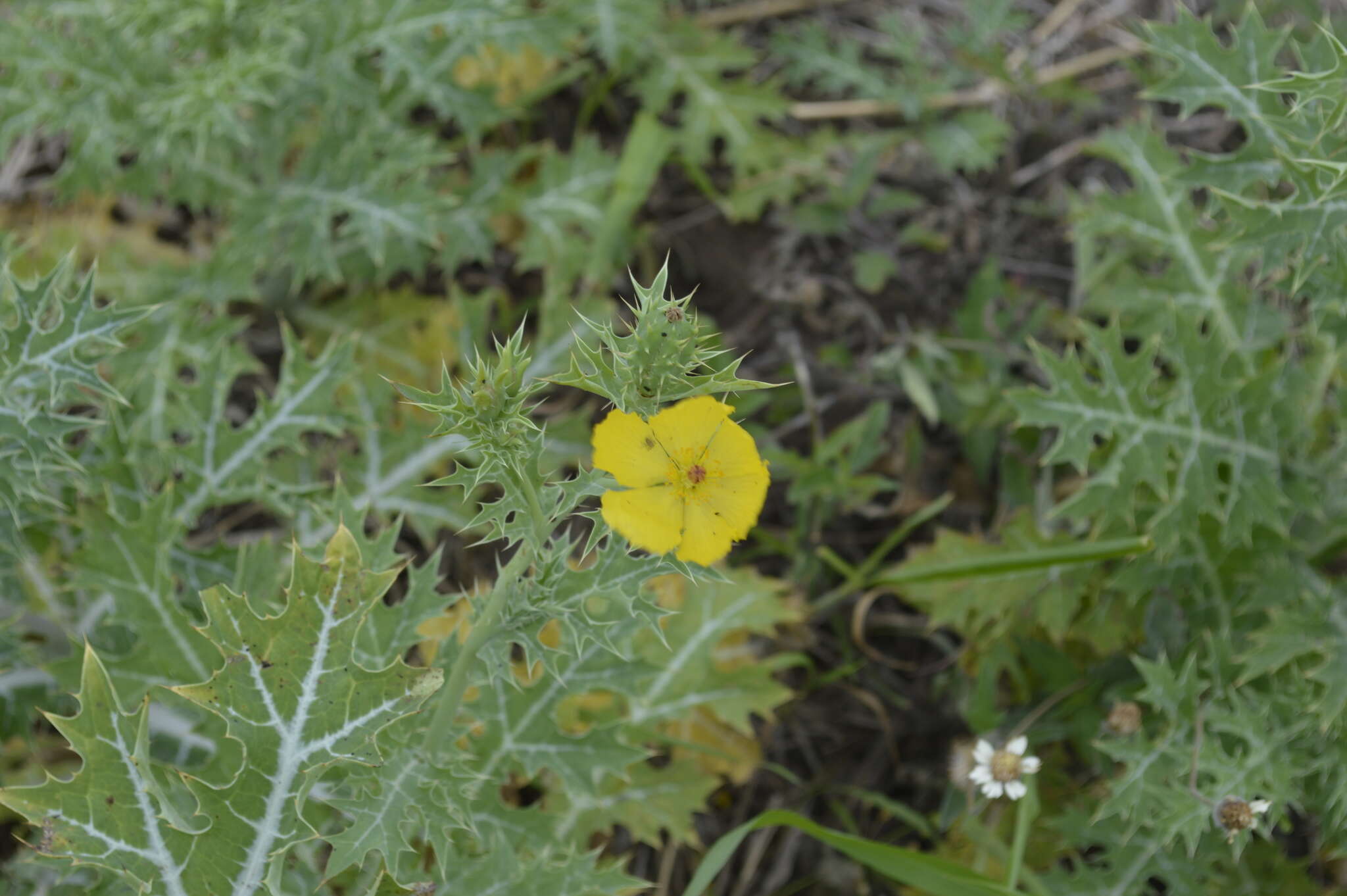 Image of Mexican pricklypoppy