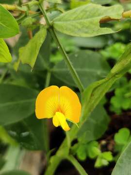 Plancia ëd Arachis hypogaea L.