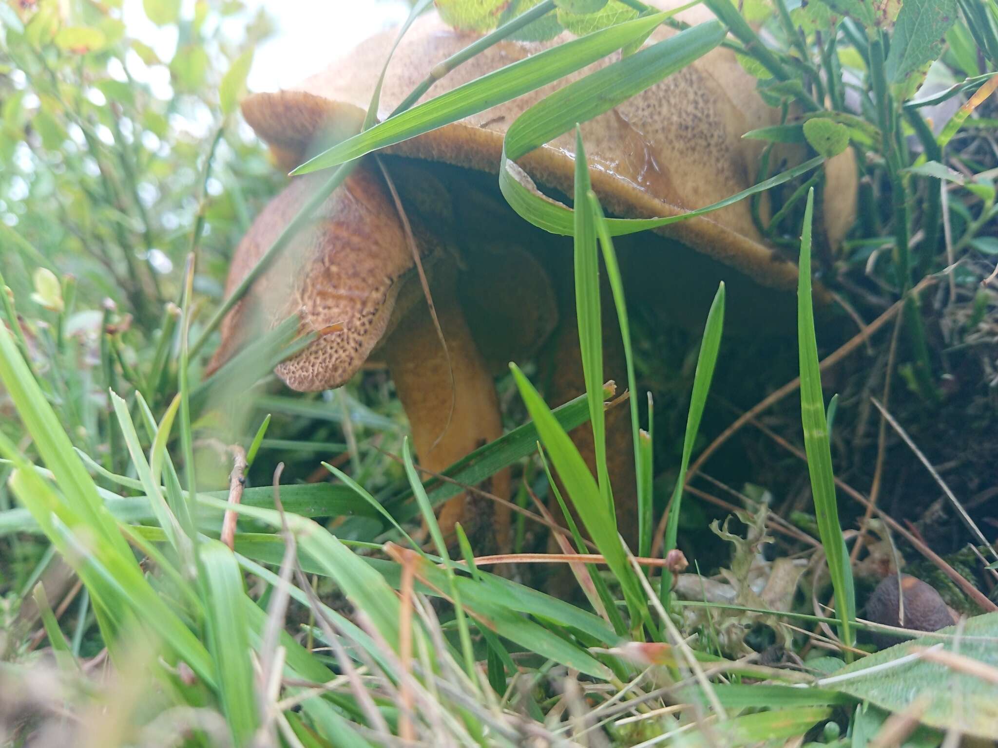 Imagem de Suillus variegatus (Sw.) Richon & Roze 1888