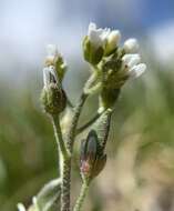 صورة Draba californica (Jeps.) Rollins & R. A. Price