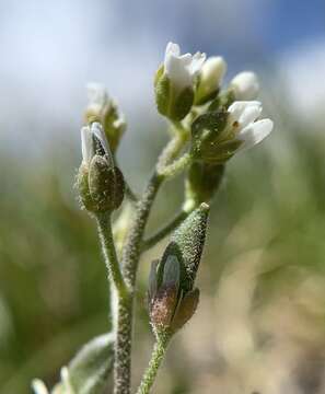 صورة Draba californica (Jeps.) Rollins & R. A. Price