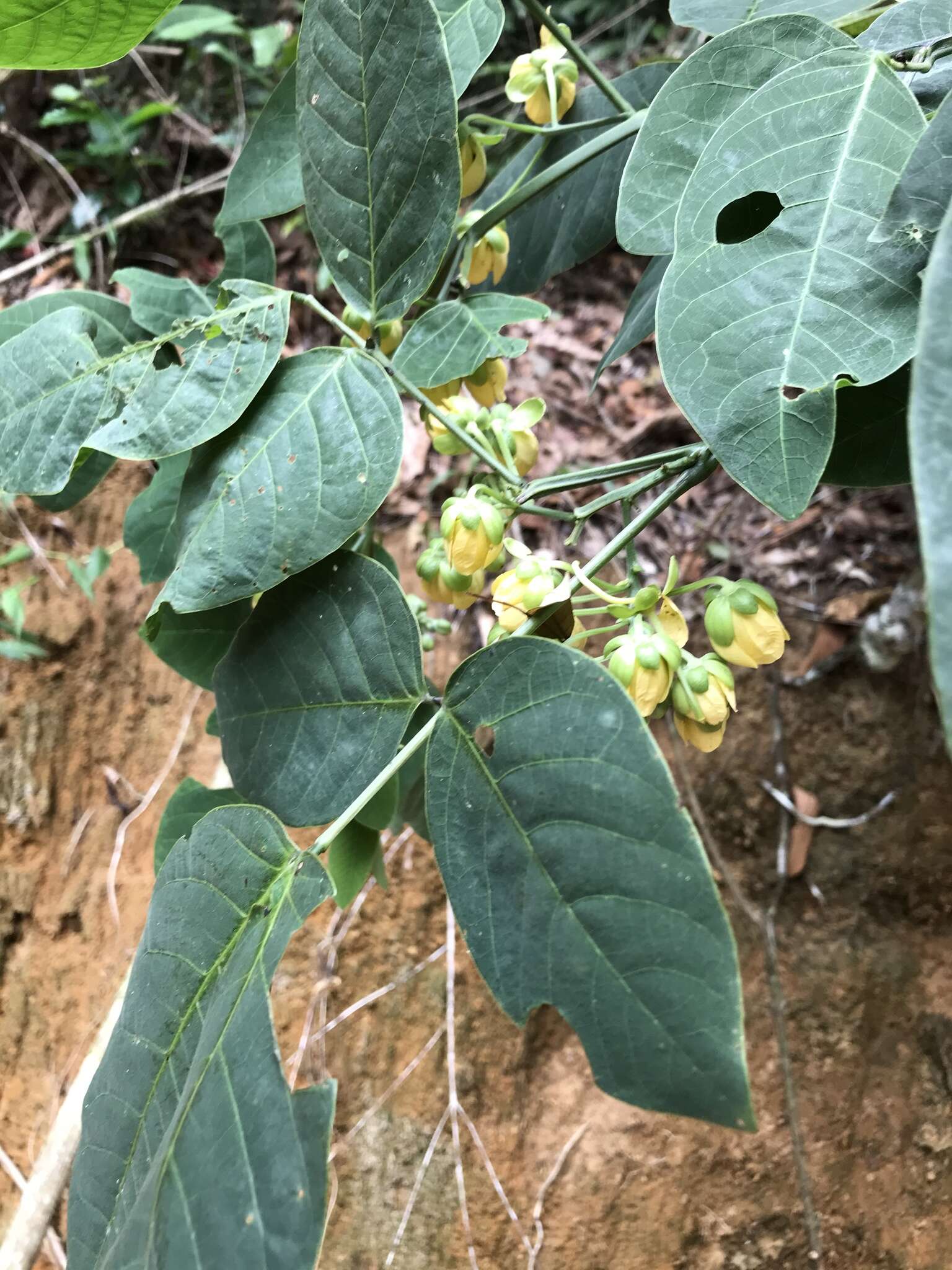 Plancia ëd Senna affinis (Benth.) H. S. Irwin & Barneby