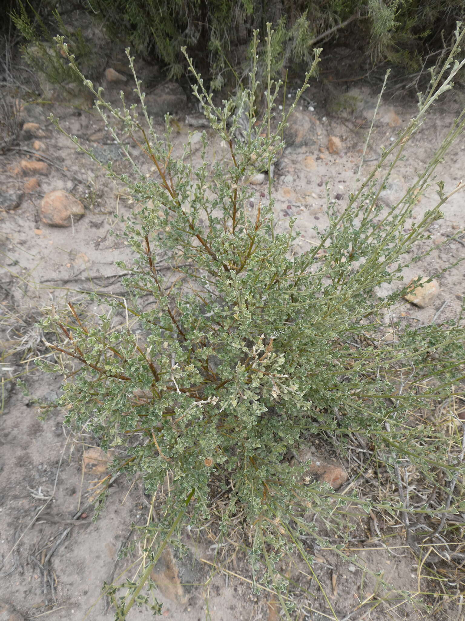 Plancia ëd Podalyria microphylla E. Mey.