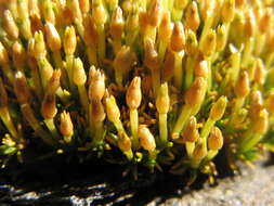 Imagem de Scleranthus uniflorus P. A. Williamson