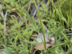 Image of Sacramento Valley Buttercup