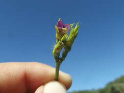 Plancia ëd Ipomoea triloba L.