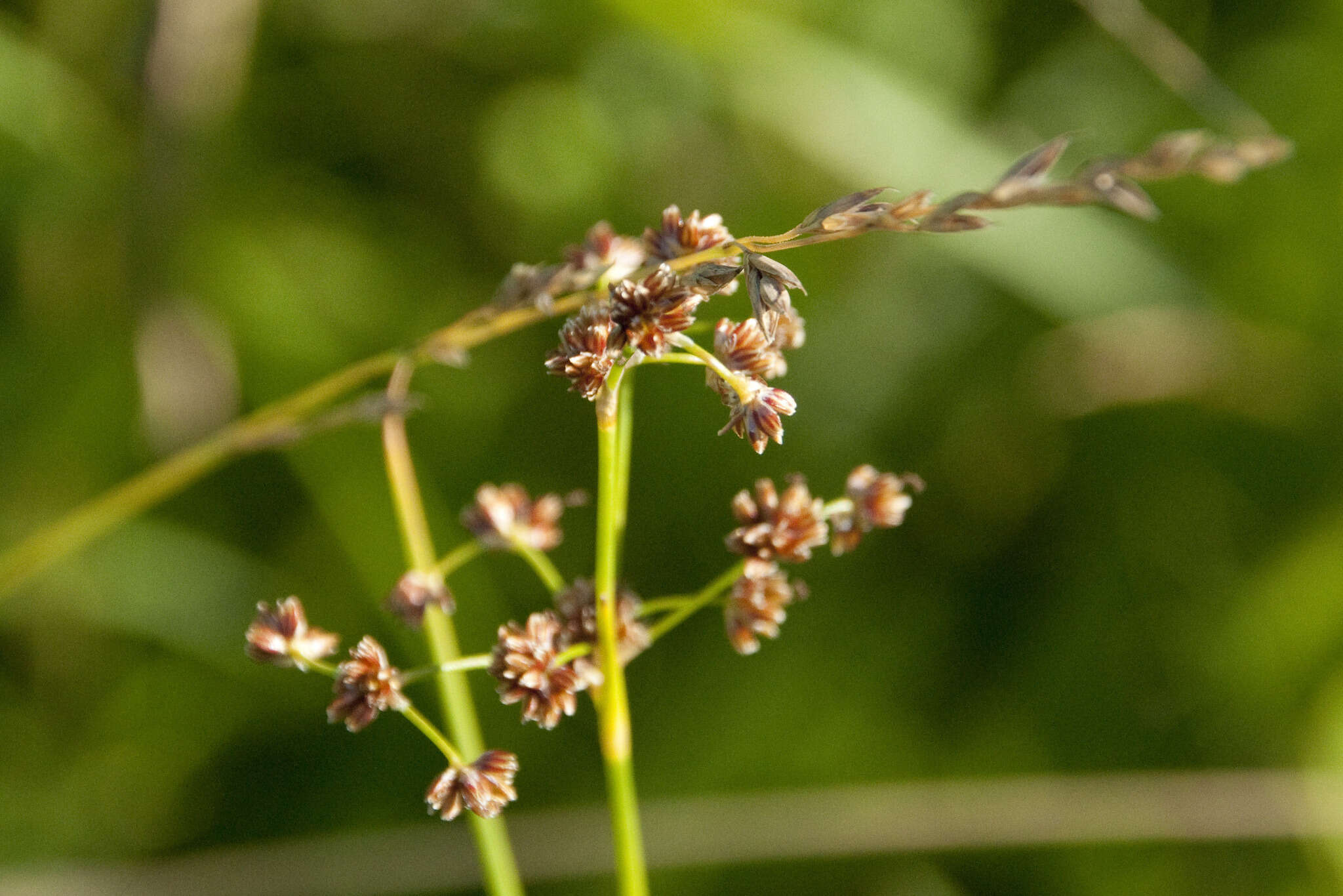 Image of Blunt-flowered Rush