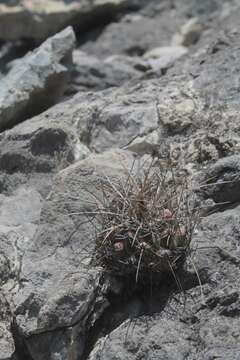 Image of Thelocactus conothelos subsp. flavus