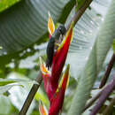 Image of Violet-chested Hummingbird