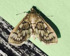 Image of Zigzag Herpetogramma