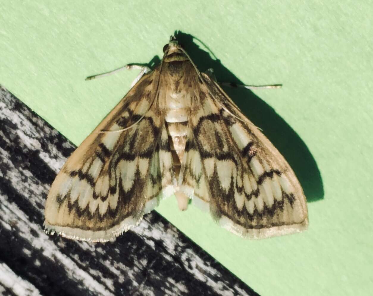 Image of Zigzag Herpetogramma