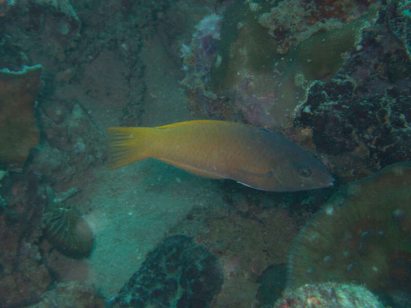 Image of Half-grey wrasse