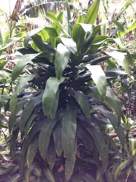 Image of fragrant dracaena