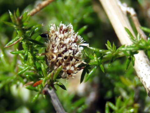 Image of Metalasia divergens subsp. divergens