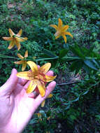 Lilium canadense L. resmi