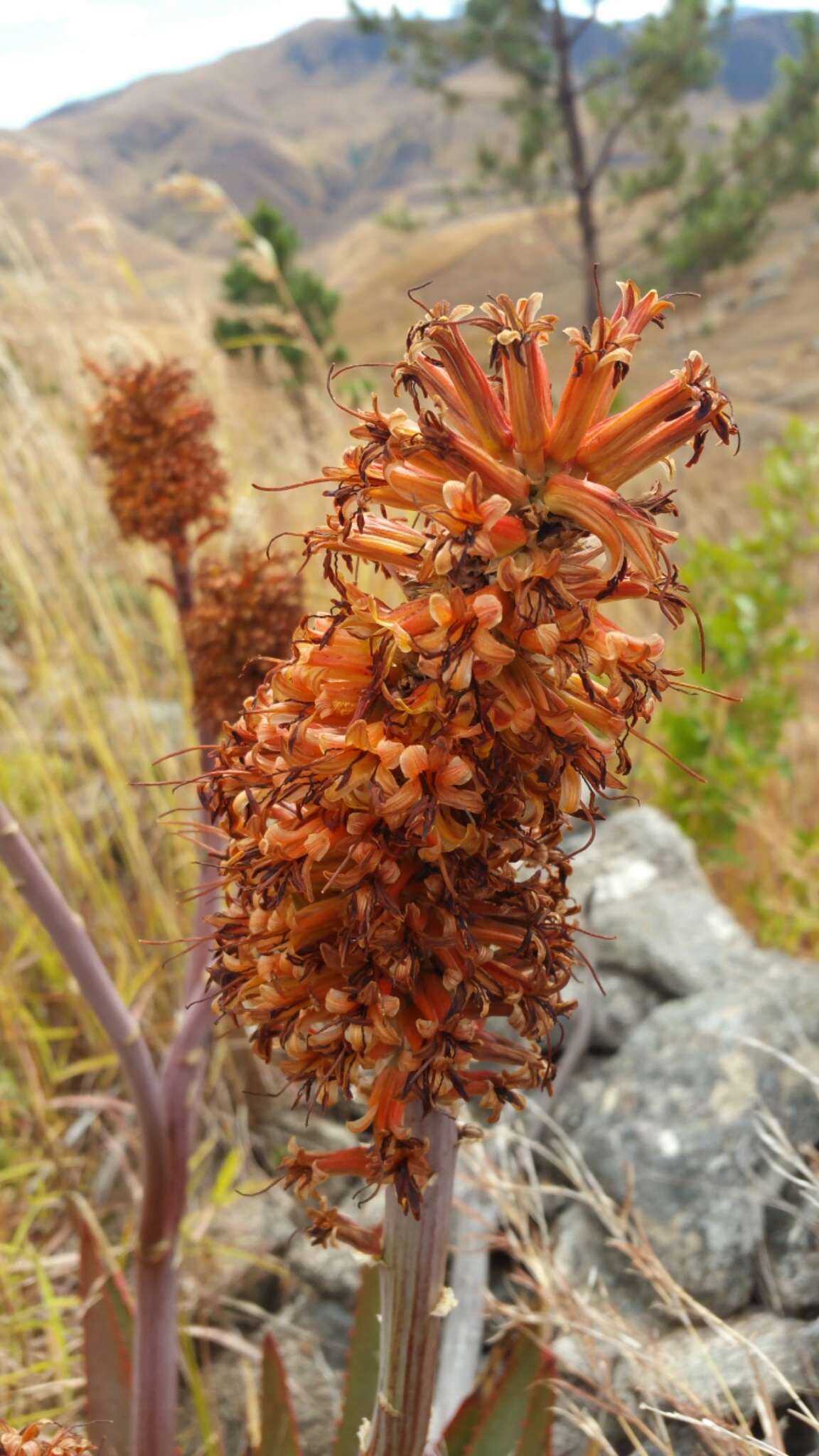 Image of Aloe imerinensis Bosser