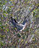 Image of Picazuro Pigeon