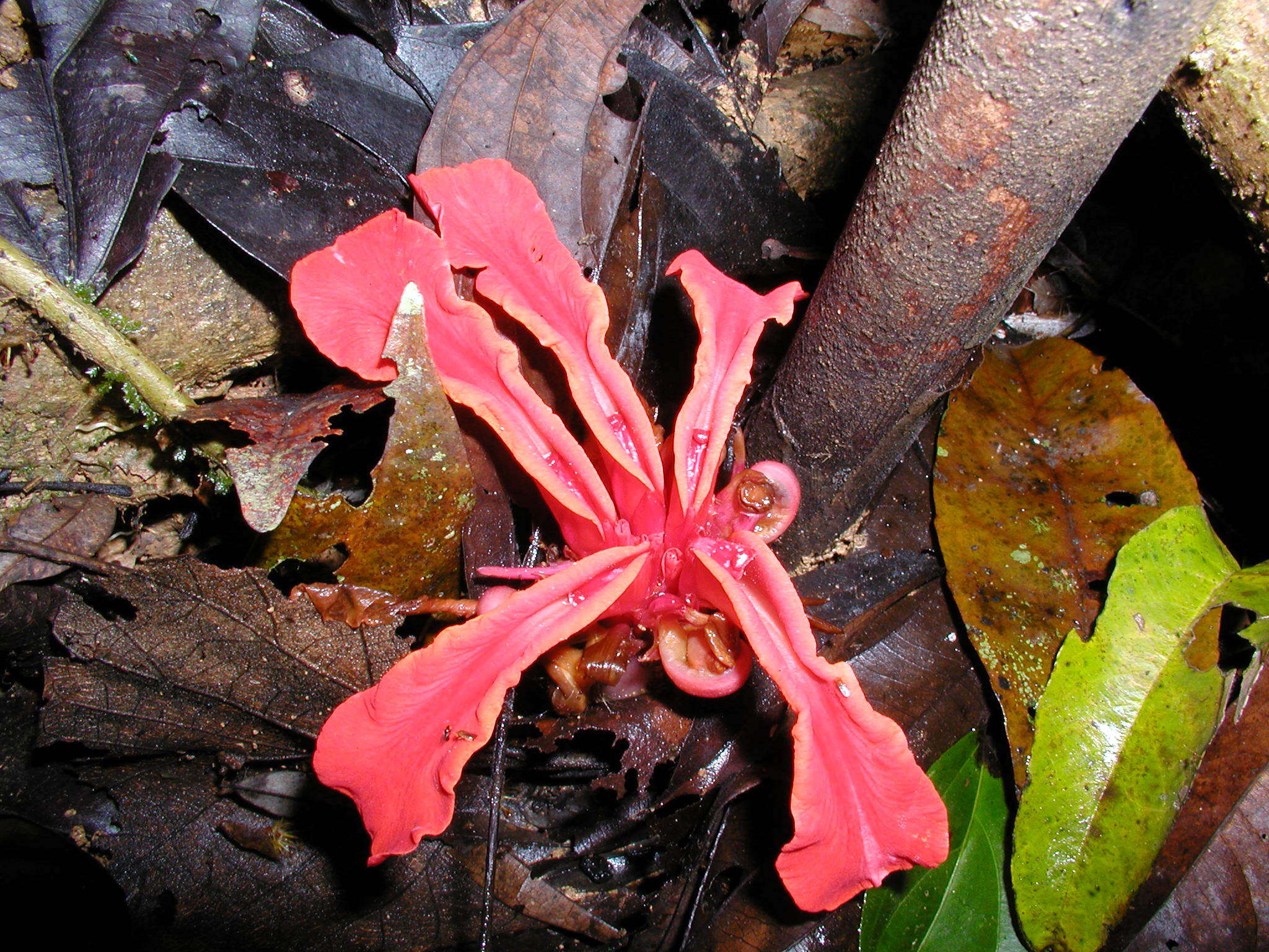 Image de Etlingera coccinea (Blume) S. Sakai & Nagam.