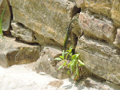 صورة Podarcis muralis nigriventris Bonaparte 1838