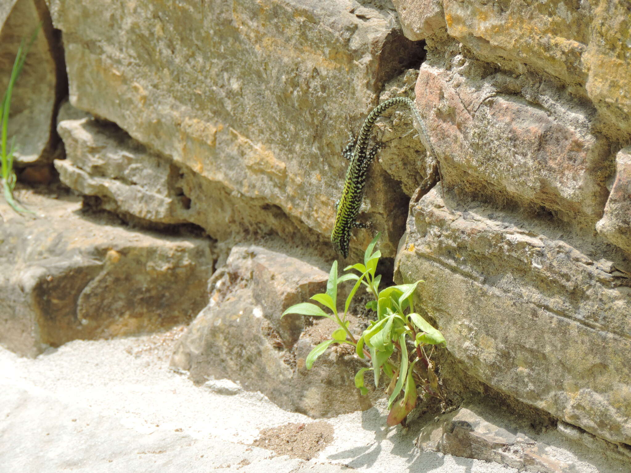 Image of Podarcis muralis nigriventris Bonaparte 1838