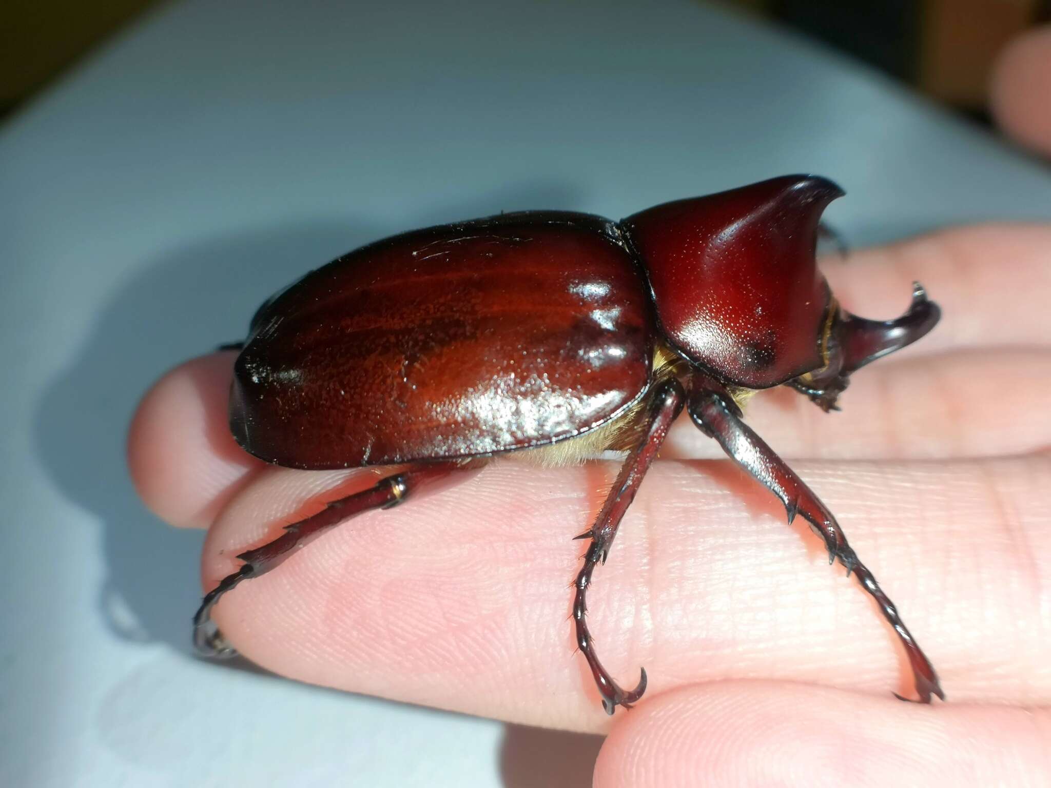 Image of Xylotrupes philippinensis Endrödi 1957