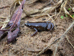 Image of white-spotted humming frog