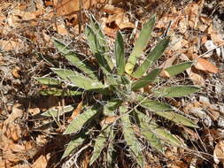 Image of smallflower century plant